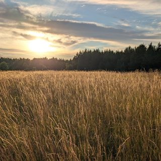 Elysian Fields cover: the sun low over a field of tall golden grass, a pine treeline behind