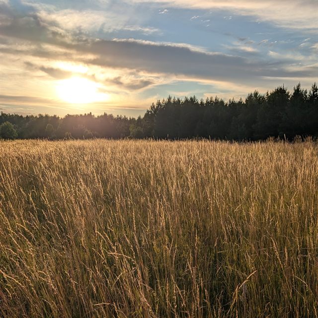Elysian Fields cover: the sun low over a field of tall golden grass, a pine treeline behind